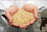 В 2011 году Ярославская область увеличила объемы сбора зерна на 54%