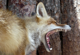 В Ярославской области разрешили отстрел бешеных лисиц и енотовидных собак