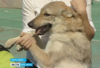 Собаки.jpg Собаки.jpg